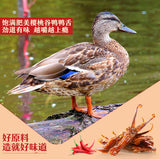 【良品铺子】甜辣鸭舌120g/袋 内含约10小袋