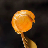 【獐子岛】软烤虾夷扇贝208g/袋（约21小包）源自北纬39° 山姆会员店出品